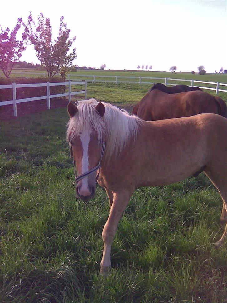 Haflinger Gelstoft Star Shadow - nyt foto tage for 3 dag sigen ....... billede 7