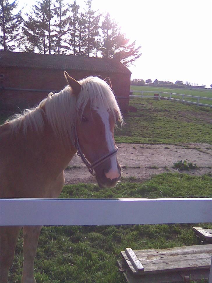 Haflinger Gelstoft Star Shadow - nyt foto tage for 3 dag sigen .......nyder sol er kom  billede 8