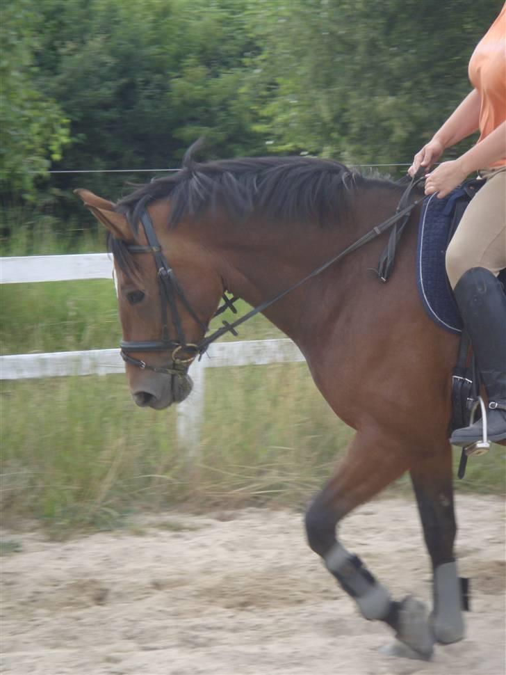 Anden særlig race Ally - Ally billede 1