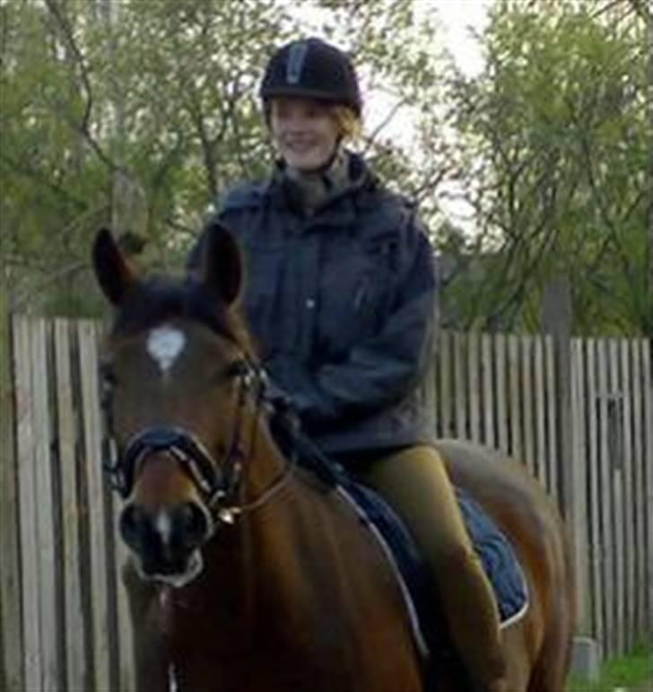 Anden særlig race Ally - Ser hun ikke dejlig ud - hesten altså billede 2