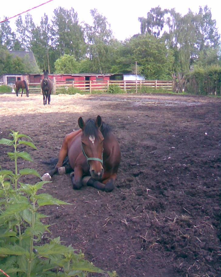 Anden særlig race Ally - Træt i sommervarmen billede 3