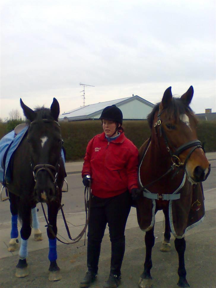 Anden særlig race Ally - Sandelig hos Købmanden, sammen med Sabina og Dalita billede 4