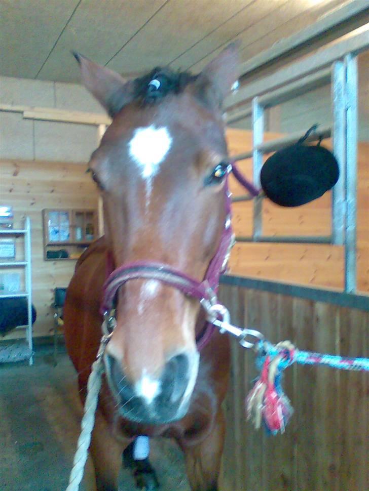 Anden særlig race Ally - Ally skal til stævne, sammen med hendes anden part, Ane billede 5