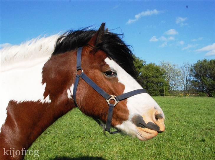 Tinker Egehøjs Maj - 10#  billede 10