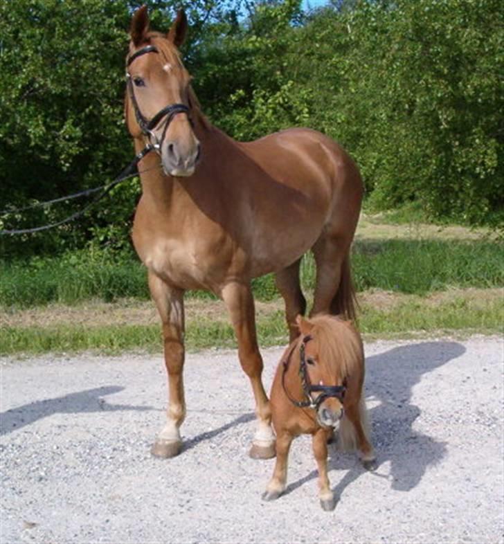 Anden særlig race Lady Like A Star (solgt) - Lady med sin største beunder Betterøv billede 3