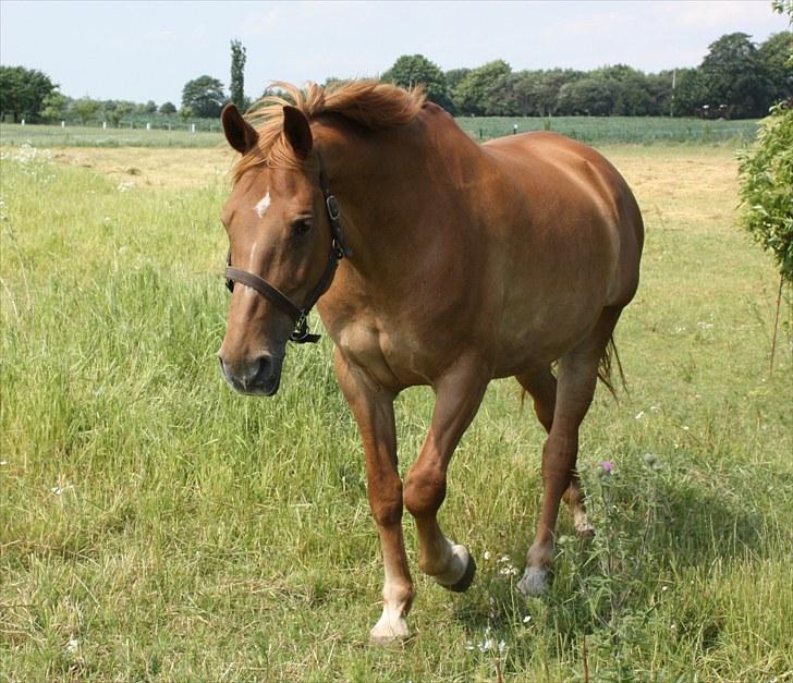 Anden særlig race Lady Like A Star (solgt) - Her på den dejlig græsmark billede 5