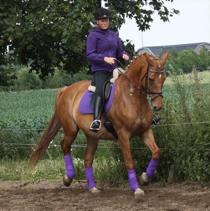 Anden særlig race Lady Like A Star (solgt) billede 6