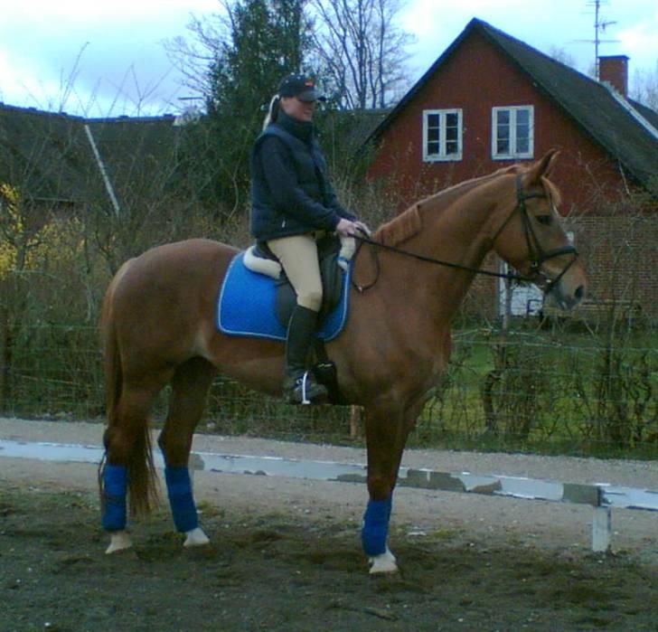 Anden særlig race Lady Like A Star (solgt) - træning i på en grå vinterdag billede 7