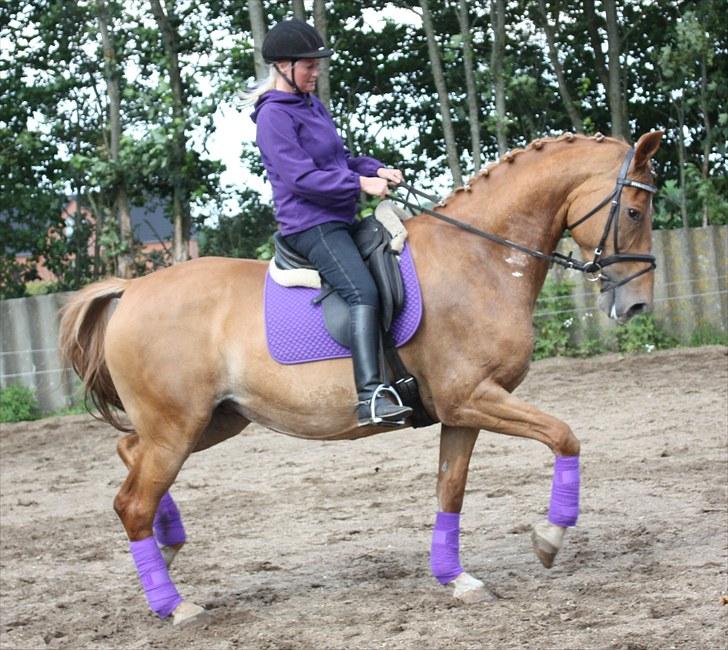 Anden særlig race Lady Like A Star (solgt) - Her bliver der redet op af bakke billede 8