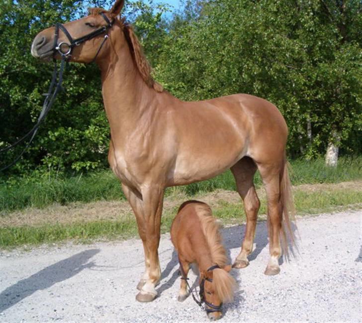 Anden særlig race Lady Like A Star (solgt) - Se lige den undermåler til Betterøv he he billede 11