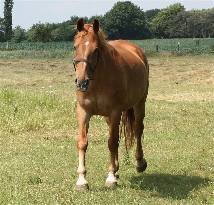 Anden særlig race Lady Like A Star (solgt) - På fold billede 14