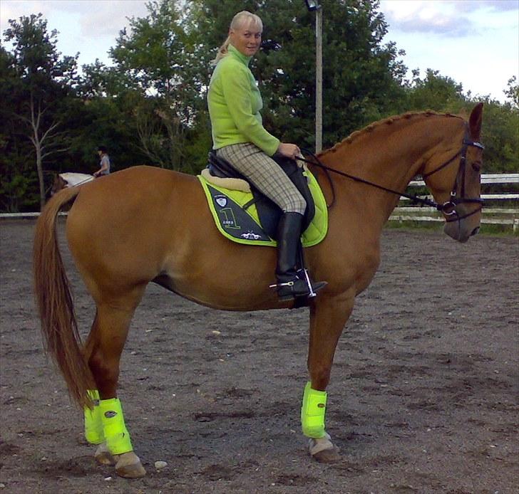 Anden særlig race Lady Like A Star (solgt) - Lady i daglig træning billede 17