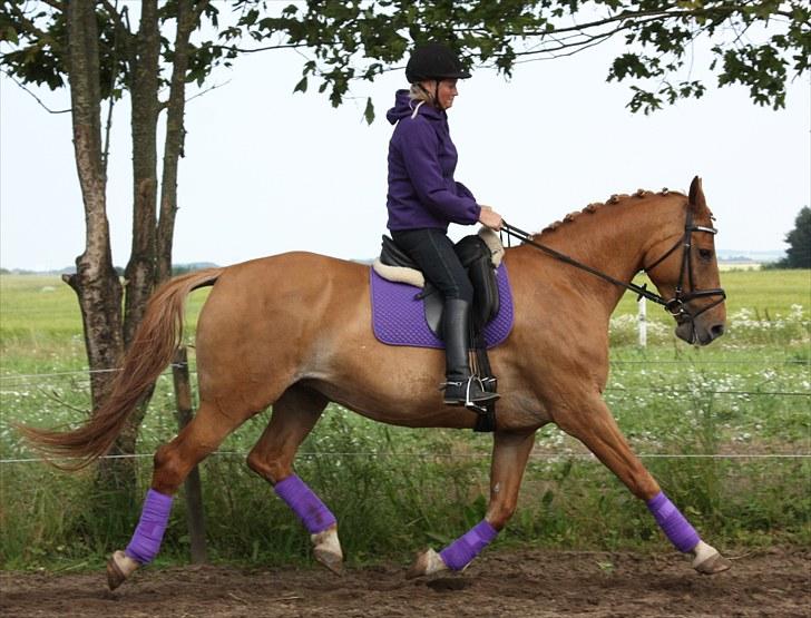 Anden særlig race Lady Like A Star (solgt) - Lady Like A Star svæver i fri trav hen over jorden billede 18