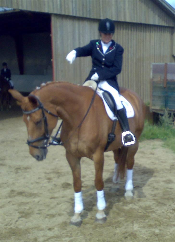 Anden særlig race Lady Like A Star (solgt) - Stævne med sløjfer med hjem billede 19