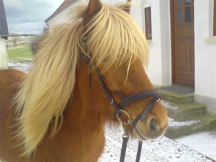 Islænder Flóa fra Mørkdalen  billede 1