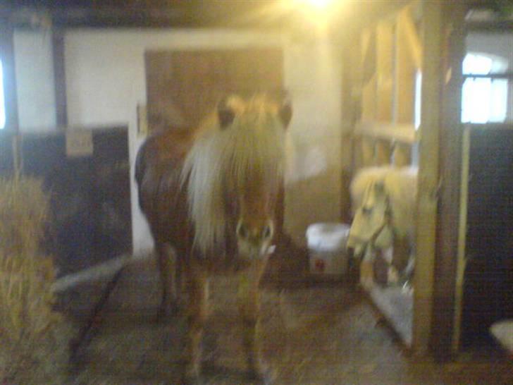 Islænder Flóa fra Mørkdalen  billede 2