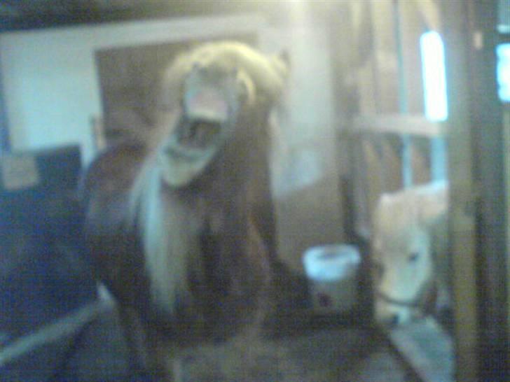 Islænder Flóa fra Mørkdalen  billede 3