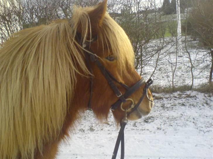 Islænder Flóa fra Mørkdalen  billede 4