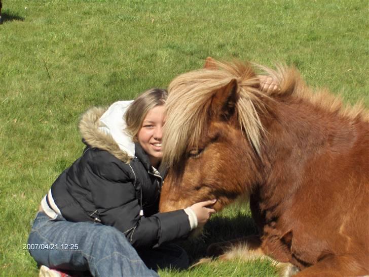 Islænder Flóa fra Mørkdalen  billede 5