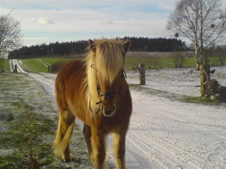 Islænder Flóa fra Mørkdalen  billede 6