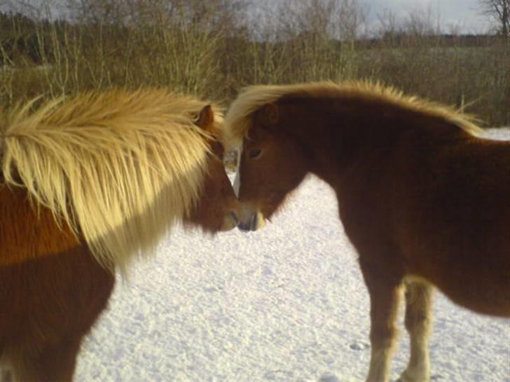 Islænder Flóa fra Mørkdalen  billede 7