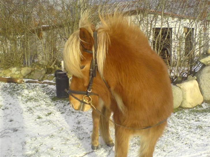 Islænder Flóa fra Mørkdalen  billede 8