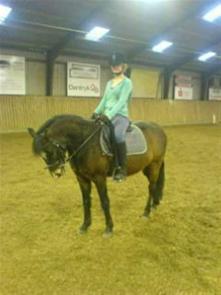 New Forest milton billede 9