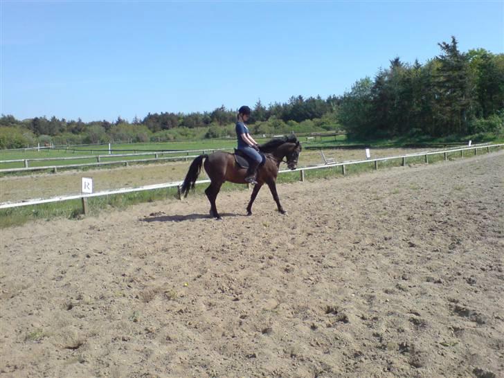 New Forest milton - 3. gang han er udenfor og ride i år og han er rimelig frisk (; billede 12
