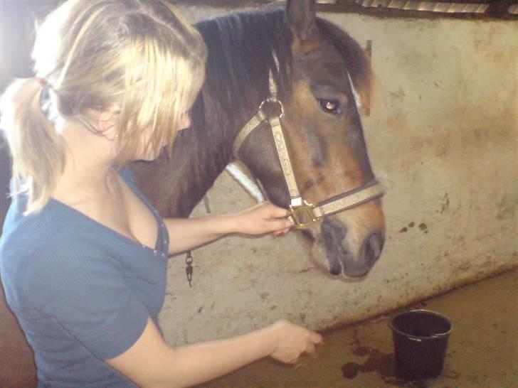 New Forest milton - prøver og logge ham med en hestebolche :b billede 13