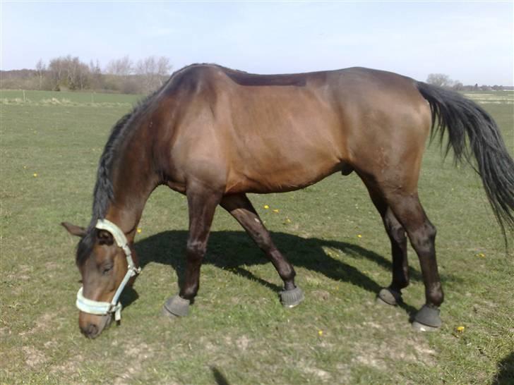 Trakehner Aschianti - Endelig kan jeg få frakken af  billede 18