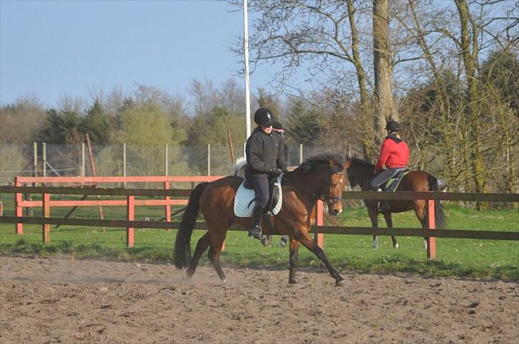 New Forest Staldbakkens Bakkestjerne - Dressur :) billede 20