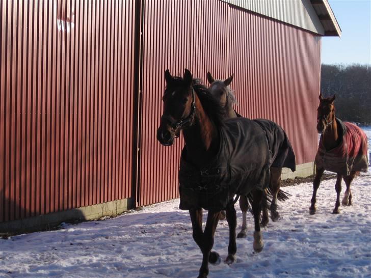 Anden særlig race Beauty (låner) Solgt billede 10