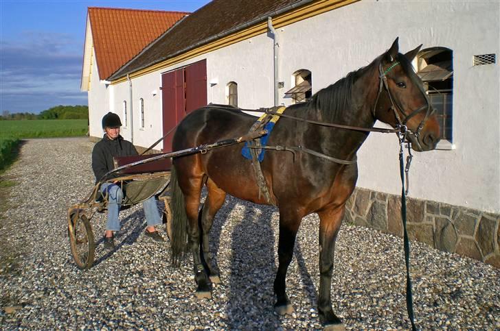 Traver Ginkgo Star billede 7