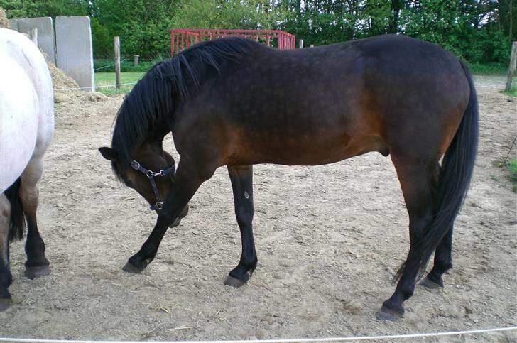 Traver Ginkgo Star billede 8