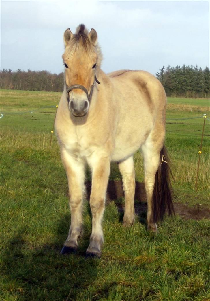 Fjordhest Solhøjgårds Frej  - på fold hos gamle ejere <3 lille tykke bamse :D billede 3