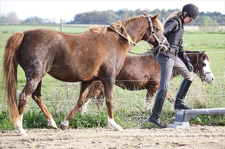 Welsh Partbred (Sec F)               Patricia - Trisse og jeg skal til at ride uden sadel + trense :) Trisses sidste dag hjemme .. 13. okt 2010 Foto: KNL billede 5