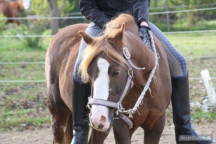 Welsh Partbred (Sec F)               Patricia - Trisse og jeg rider uden sadel + trense :) Trisses sidste dag hjemme .. 13. okt 2010 Foto: KNL billede 6