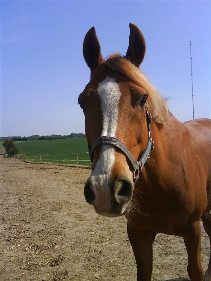 Arabisk fuldblod (OX) Indiana Jones OX †R.I.P† - 20# Billeder fra det gode vejr.. <3 billede 20