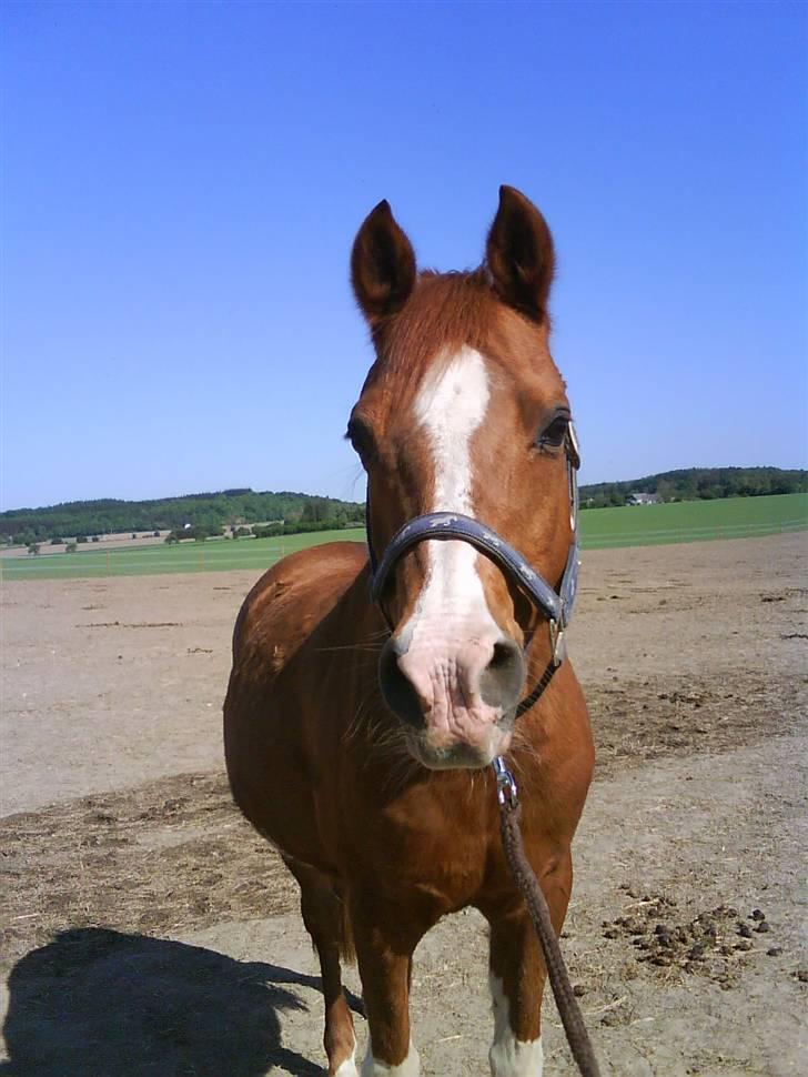 Arabisk fuldblod (OX) Tambour *SOLGT* - Sommer billede <3;D billede 10