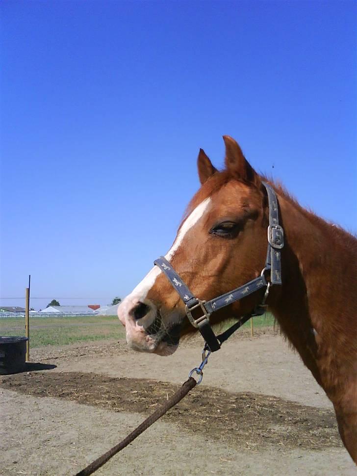 Arabisk fuldblod (OX) Tambour *SOLGT* - Sommer billede <3;D billede 11