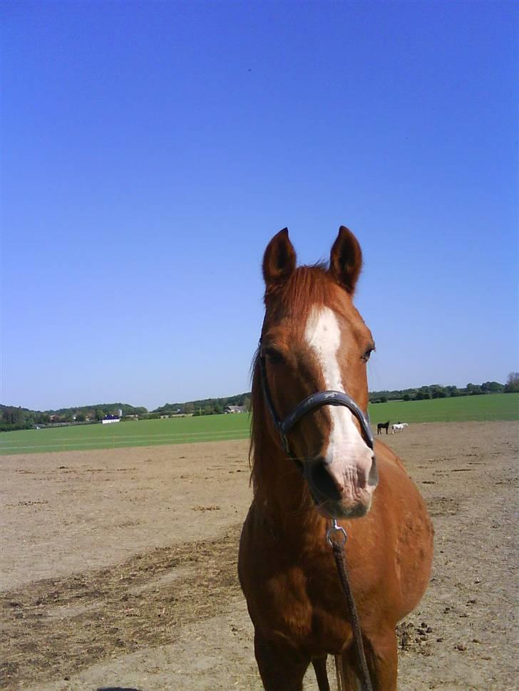 Arabisk fuldblod (OX) Tambour *SOLGT* - Sommer billede <3;D billede 12