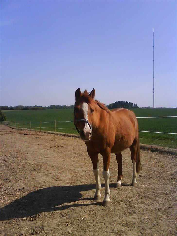 Arabisk fuldblod (OX) Tambour *SOLGT* - Sommer billede <3;D billede 13