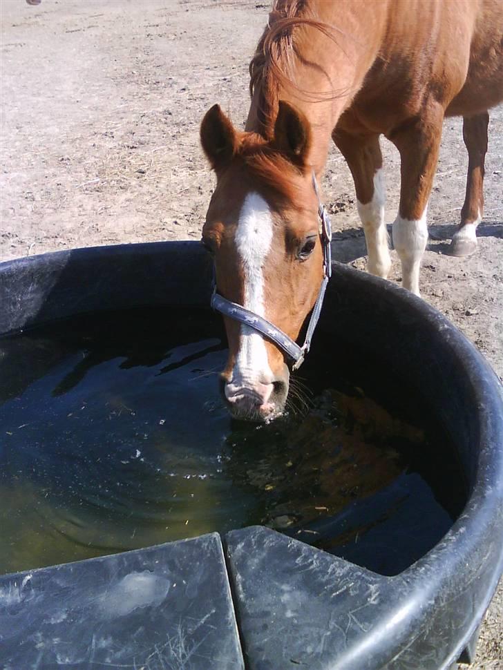 Arabisk fuldblod (OX) Tambour *SOLGT* - Sommer billede <3;D billede 14