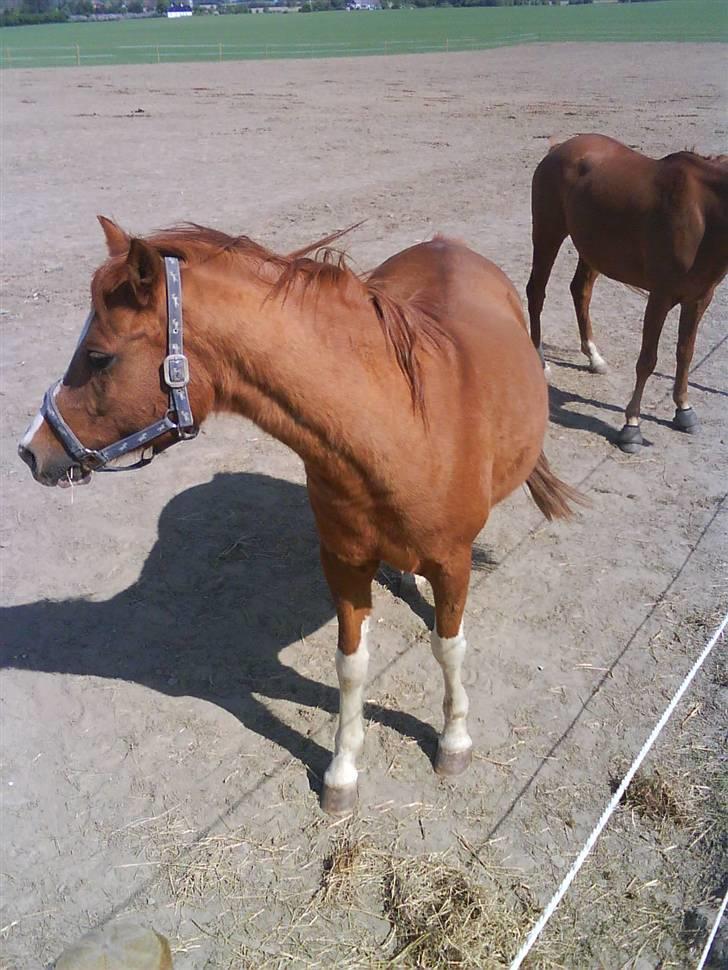 Arabisk fuldblod (OX) Tambour *SOLGT* - Sommer billede <3;D billede 15