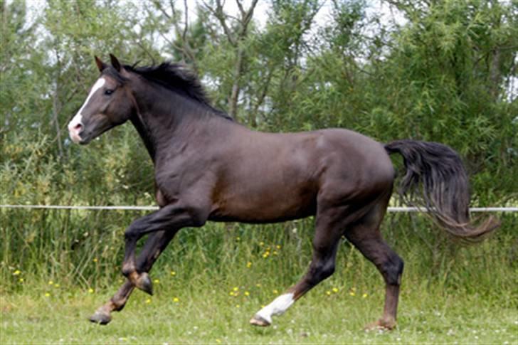 New Forest Birkilds Balboa hingst  billede 1