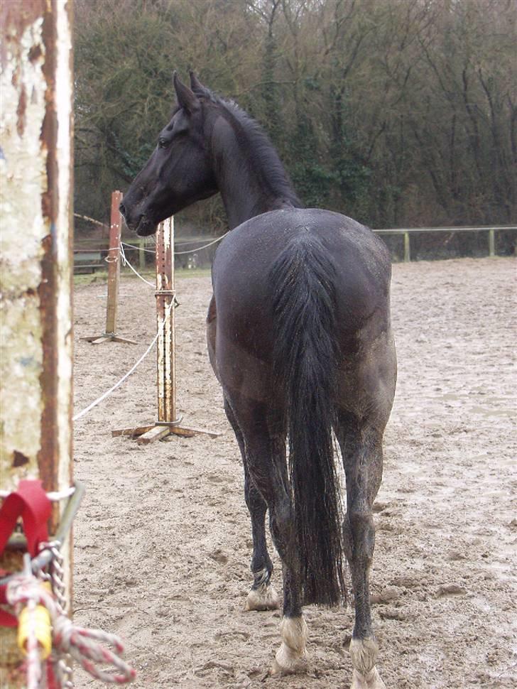 Anden særlig race Malou *Aflivet&Savnet* - - du er dejlig. billede 20