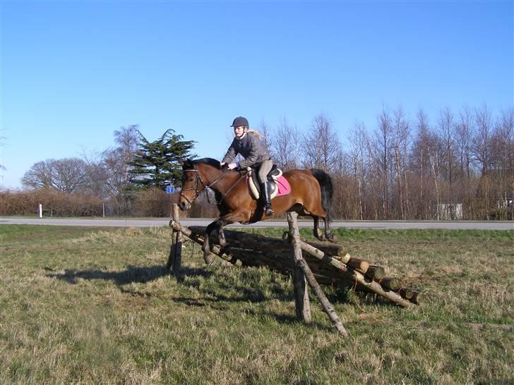 New Forest Starlace - triblbelbar (: foto: Nicoline (sis) billede 7
