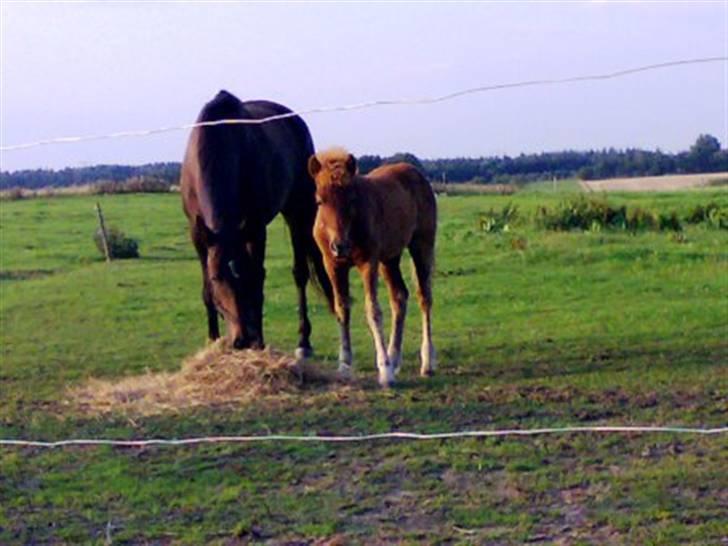 Islænder Pytla fra Anes Minde billede 1