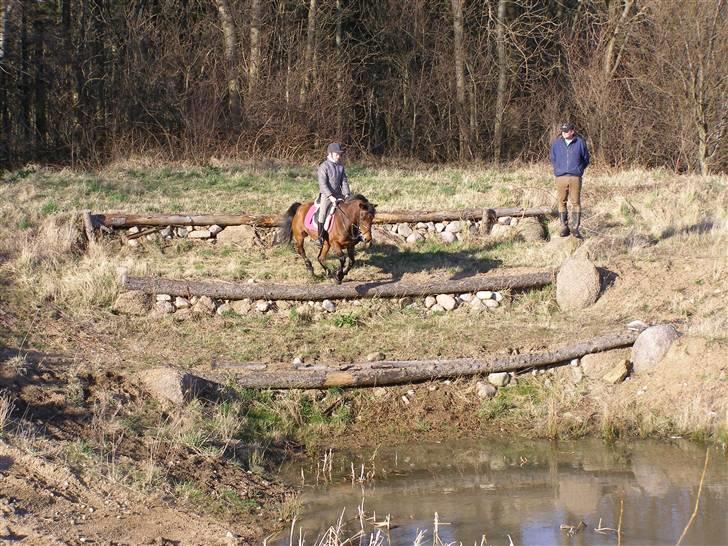 New Forest Starlace - trappen foto: Nicoline (sis) billede 8