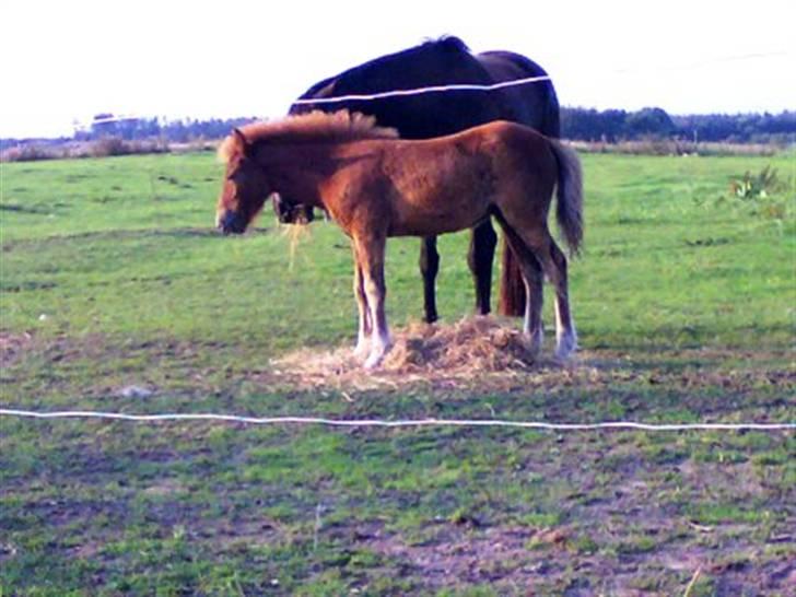 Islænder Pytla fra Anes Minde billede 2